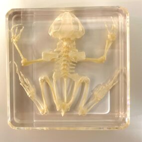 Frog skeleton in resin