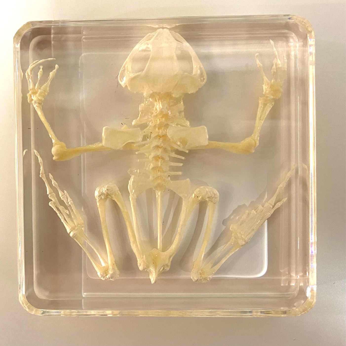 frog skeletal system skull