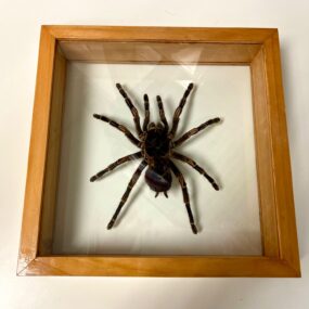 Tarantula spider in frame
