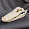 alligator skull, real bone