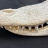 alligator skull, real bone