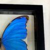 morpho didius butterfly frame