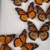 monarch butterflies in frame