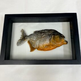 piranha mounted on glass