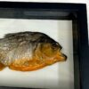 piranha mounted on glass