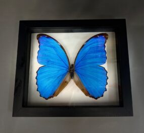 morpho didius butterfly frame