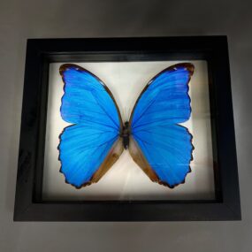 morpho didius butterfly frame
