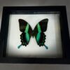 Blumei butterfly in frame