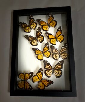 monarch butterflies in frame