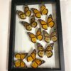 monarch butterflies in frame