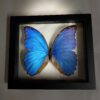 morpho didius butterfly frame