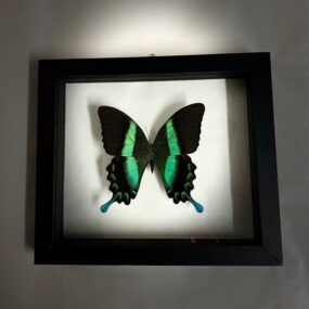 Blumei butterfly in frame