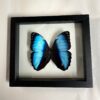 morpho achilles butterfly frame