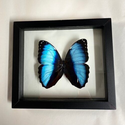 Butterfly Morpho Achilles Black Frame 20x20cm - Bits and Bugs