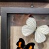 peruvian butterfly frame details