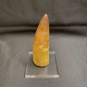 stunning spinosaurus fossil tooth