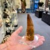 stunning spinosaurus fossil tooth