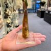 stunning spinosaurus fossil tooth