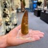 stunning spinosaurus fossil tooth