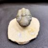 Impressive Trilobite fossil specimen