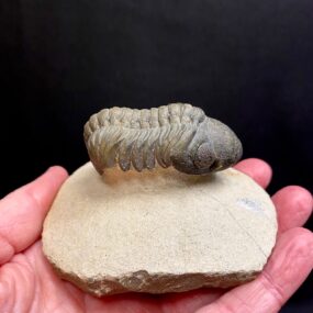 Impressive Trilobite fossil specimen