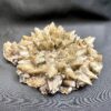 dog tooth calcite specimen