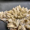 dog tooth calcite specimen