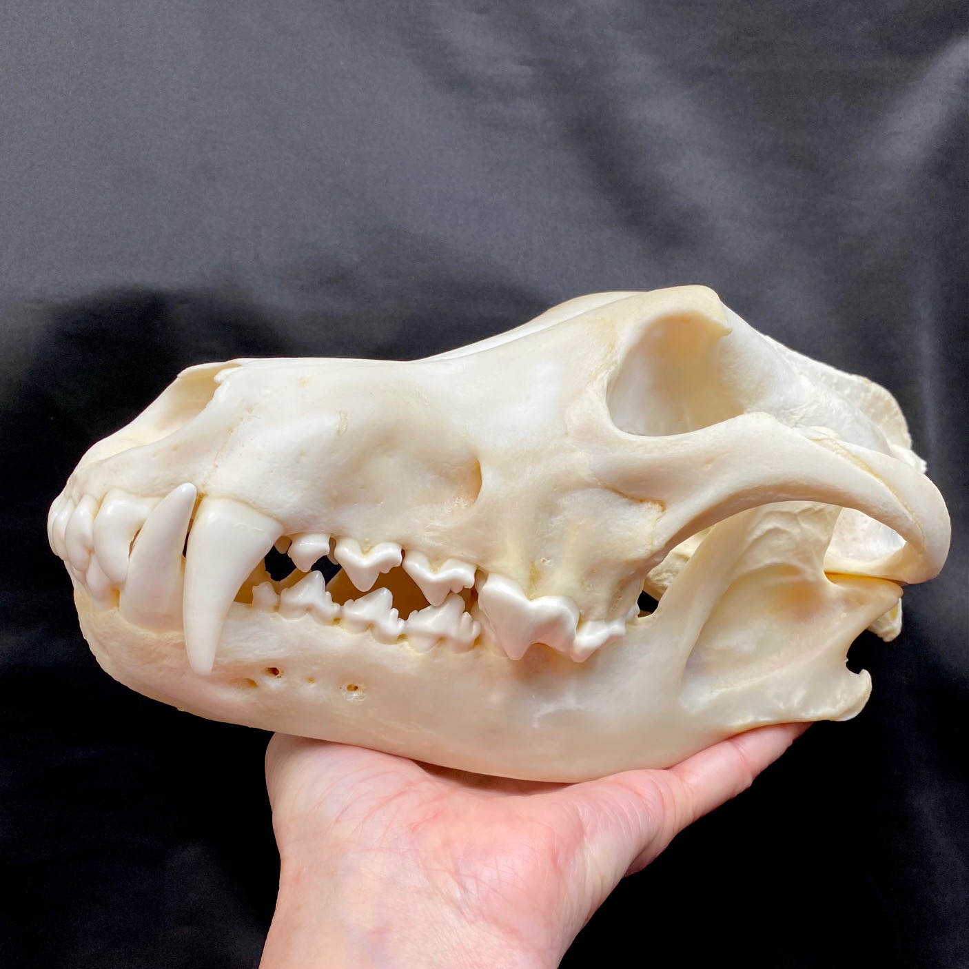 Gorgeous, Alaskan Timberwolf skull, real bone, available at natur.