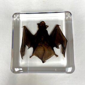 bat set in resin