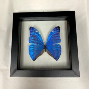 morpho marcus butterfly specimen