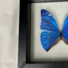 morpho marcus butterfly specimen