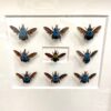 blue carpenter bee frame