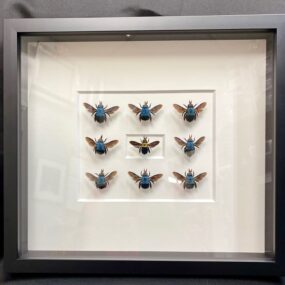 blue carpenter bee frame