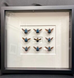 blue carpenter bee frame