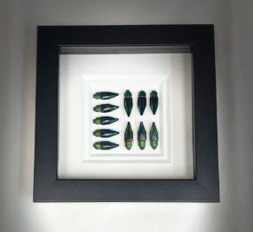 jewel beetle collage frame