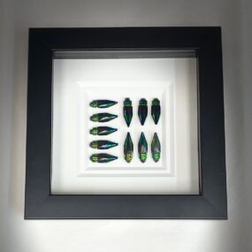 jewel beetle collage frame