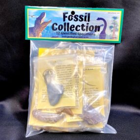 amazing fossil collection kit