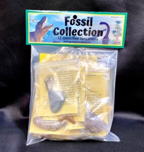 amazing fossil collection kit