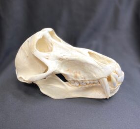 baboon skull real bone