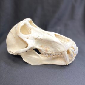 baboon skull real bone