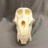 baboon skull real bone