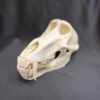 baboon skull real bone