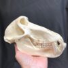 baboon skull real bone