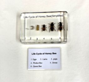 simplified honey bee lifecycle