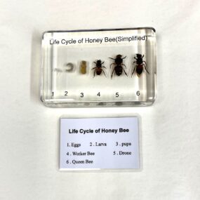 simplified honey bee lifecycle