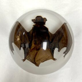 bat in acrylic dome