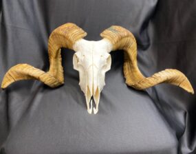 south african ram skull