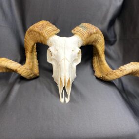 south african ram skull