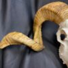 south african ram skull