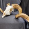 south african ram skull